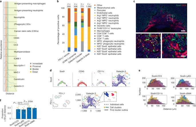Fig. 5: Spatial single-cell analyses of immunogenic cell death biomarkers and associated resistance mechanisms.