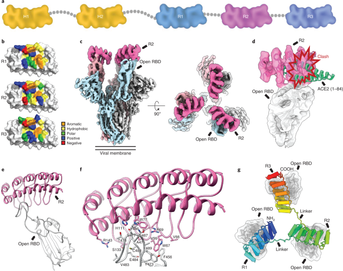 Fig. 1: Structural modeling of ensovibep.