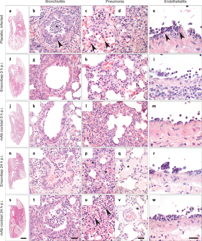 Fig. 6: Lung histopathology of Roborovski dwarf hamsters at 2 days or 3 days p.i.