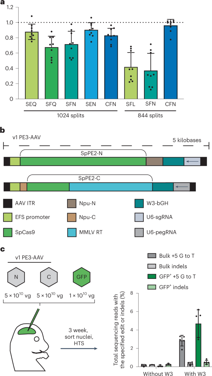 Individual neurons mix multiple RNA edits of key synapse protein, study  finds, MIT News