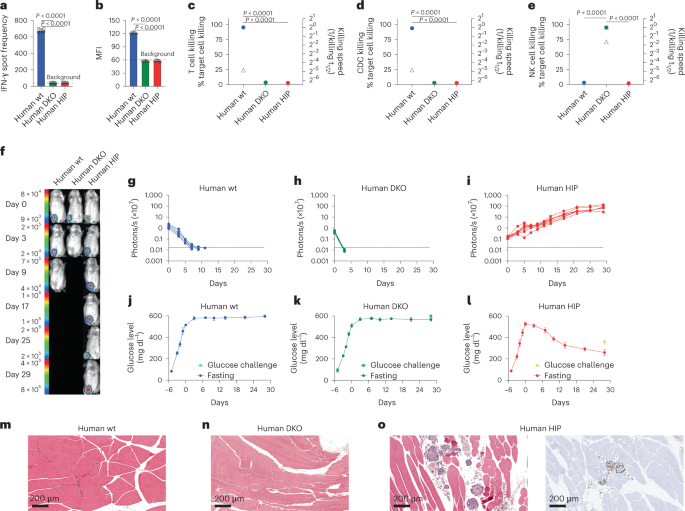 Fig. 5: Human HIP islets survive in immunocompetent allogeneic humanized mice and ameliorate diabetes.
