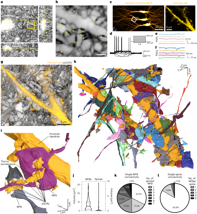 Dense 4D nanoscale reconstruction of living brain tissue