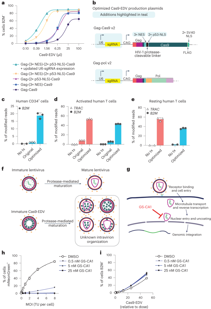 Fig. 2: Optimization of Cas9-EDVs for enhanced genome editing activity in primary human cells.