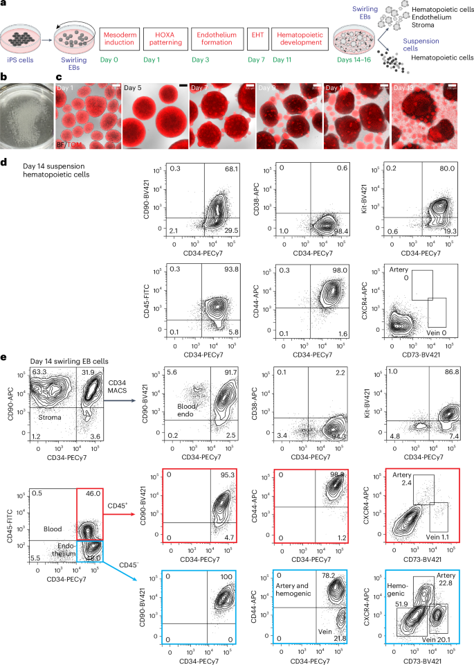血液幹細胞の画期的な進歩が骨髄移植を変えるかもしれない(Blood stem cell breakthrough could transform bone marrow transplants)