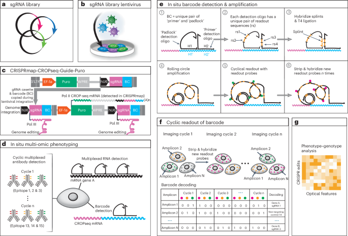 CRISPRmapによる細胞や組織における摂動への多峰性表現型のマッピング(Mapping Multimodal Phenotypes to Perturbations in Cells and Tissue with CRISPRmap)