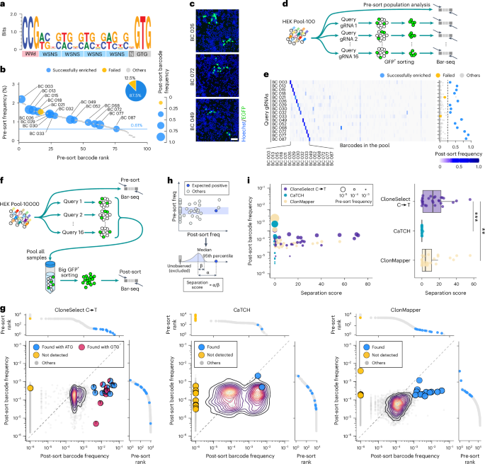 Fig. 2: Isolation of a target barcoded cell from a complex population.