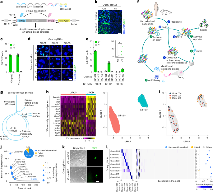 Fig. 3: Isolation of mouse ES cell clones characterized by scRNA-seq.