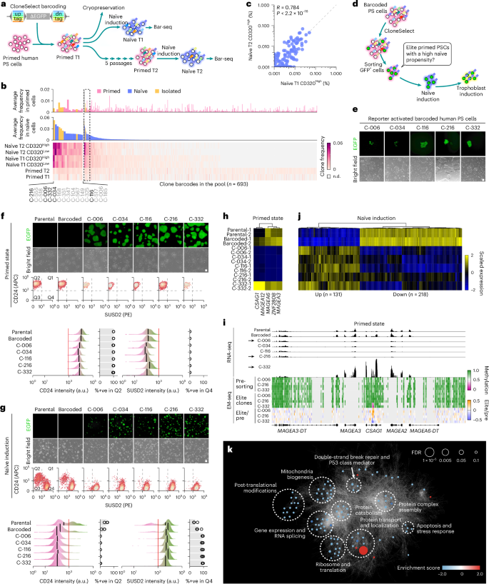 Fig. 4: Isolating elite human PS cells having high naïve induction potential.