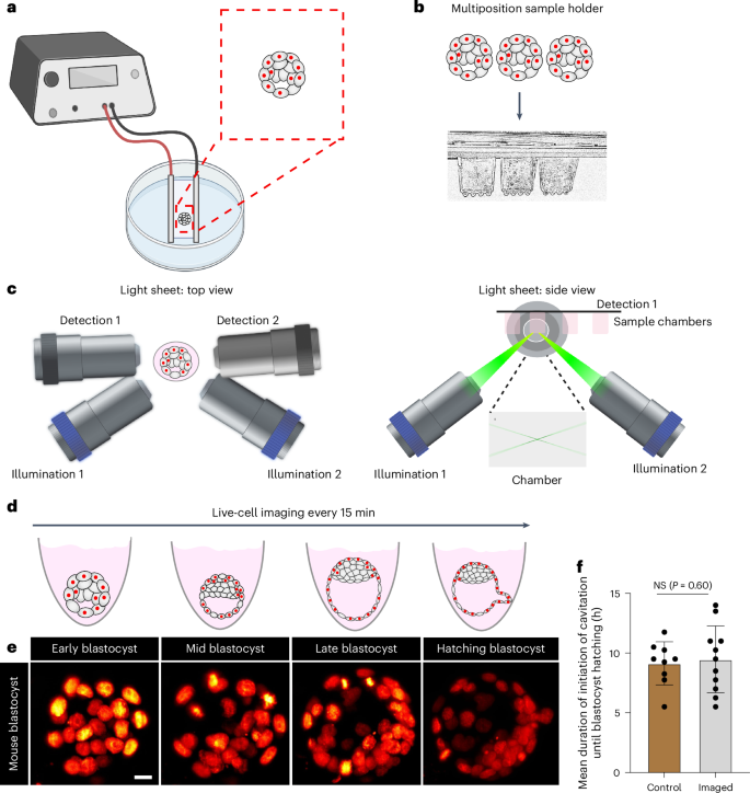 Fig. 1: Dual-view light-sheet microscope imaging of preimplantation embryos.
