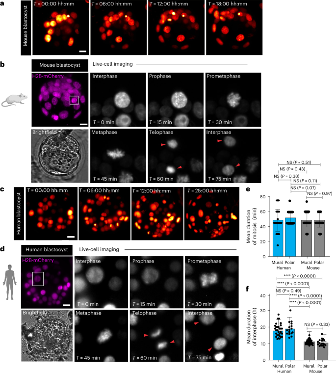 Fig. 2: Live-embryo time-lapse imaging of mouse and human preimplantation embryos reveals differences in interphase duration.