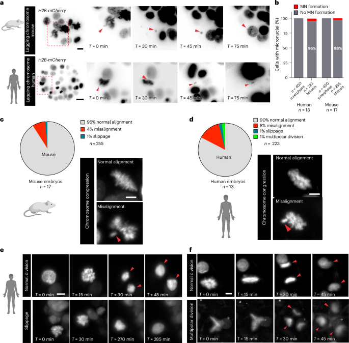 Fig. 3: Chromosome segregation errors in mouse and human embryos at the blastocyst stage.