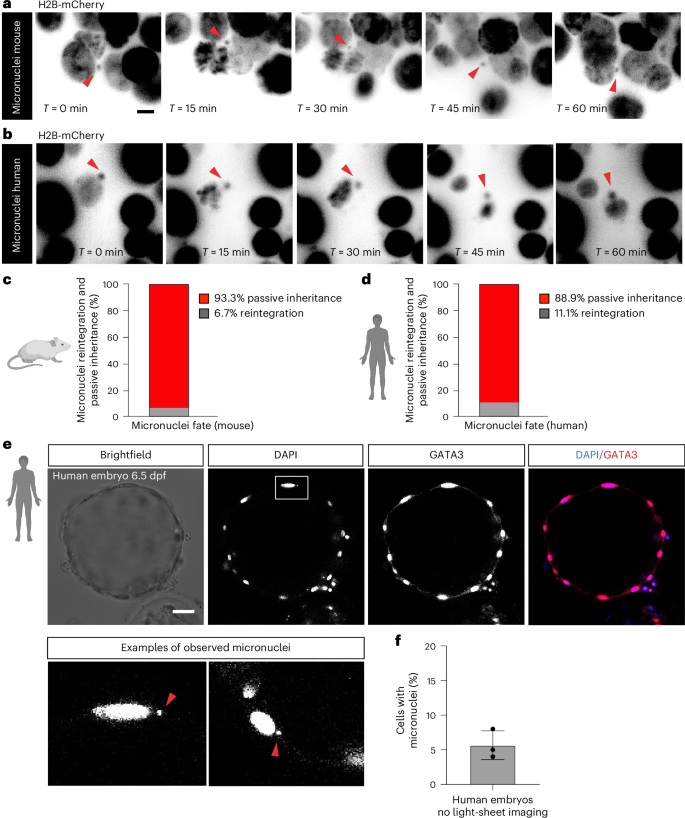 Fig. 4: Micronuclei inheritance in mouse and human blastocysts.
