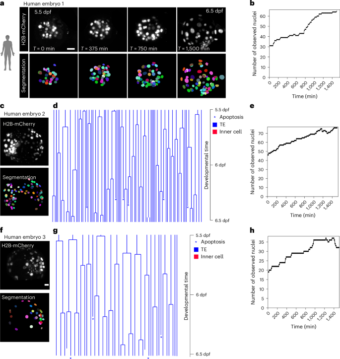 Fig. 5: Trophectoderm cells are restricted in human blastocysts.