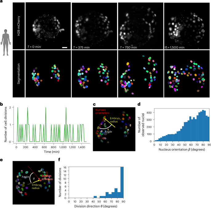Fig. 6: Nuclei shape, size and division axis orientation in human blastocysts.