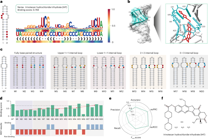 Fig. 5: Experimental validation of predicted binding sites on the MYC IRES.