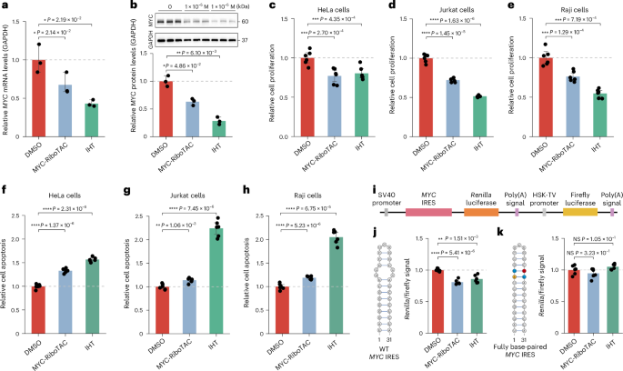 Fig. 6: The MYC IRES-targeting IHT represses MYC expression and cell proliferation.