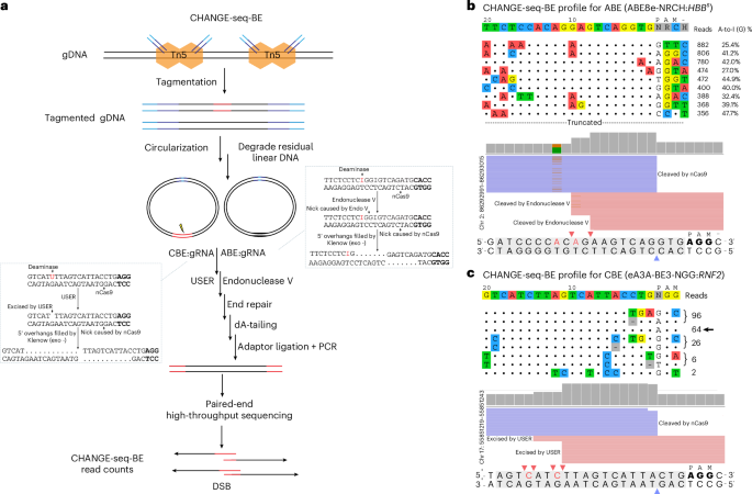 Sensitive and unbiased genome-wide profiling of base-editor-induced off-target activity using CHANGE-seq-BE – Nature Biotechnology