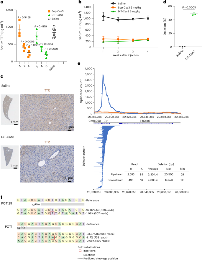 Fig. 3: In vivo genome editing in ICR mice.