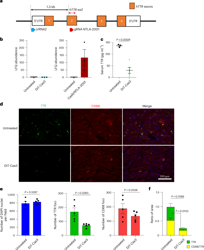 Fig. 5: In vivo genome editing and phenotypic effects of Cas3–LNP in TTR exon-humanized mice.