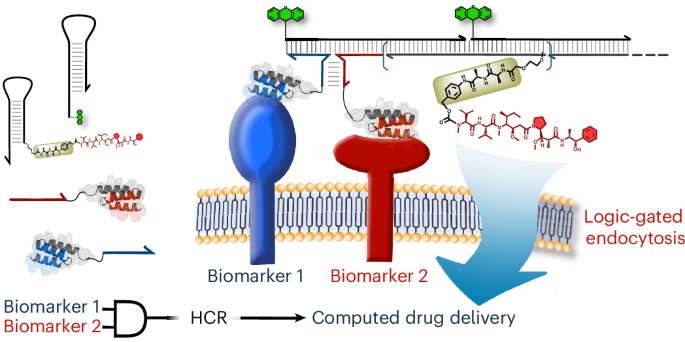 Fig. 1: General design of DNA-drug conjugates (DDC) for computed delivery.