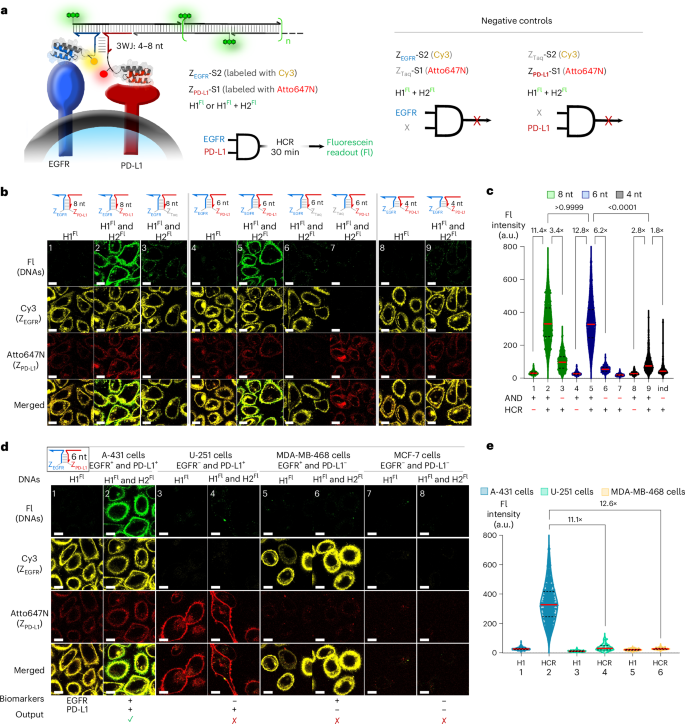 Fig. 2: Validation and quantification of logic-gated HCR on cells.