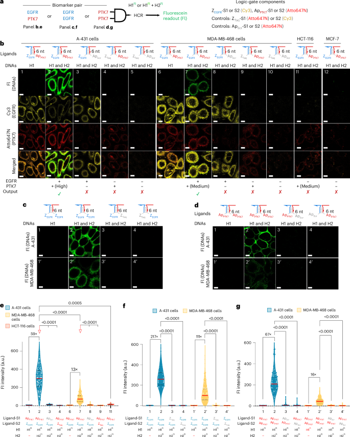 Fig. 3: Generality of the AND-gated HCR amplification circuit across different biomarker combinations and cell lines.