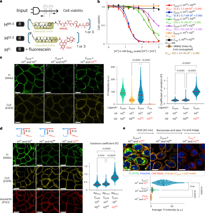 Fig. 4: Targeted drug delivery using logic-gated HCR with DDCs.