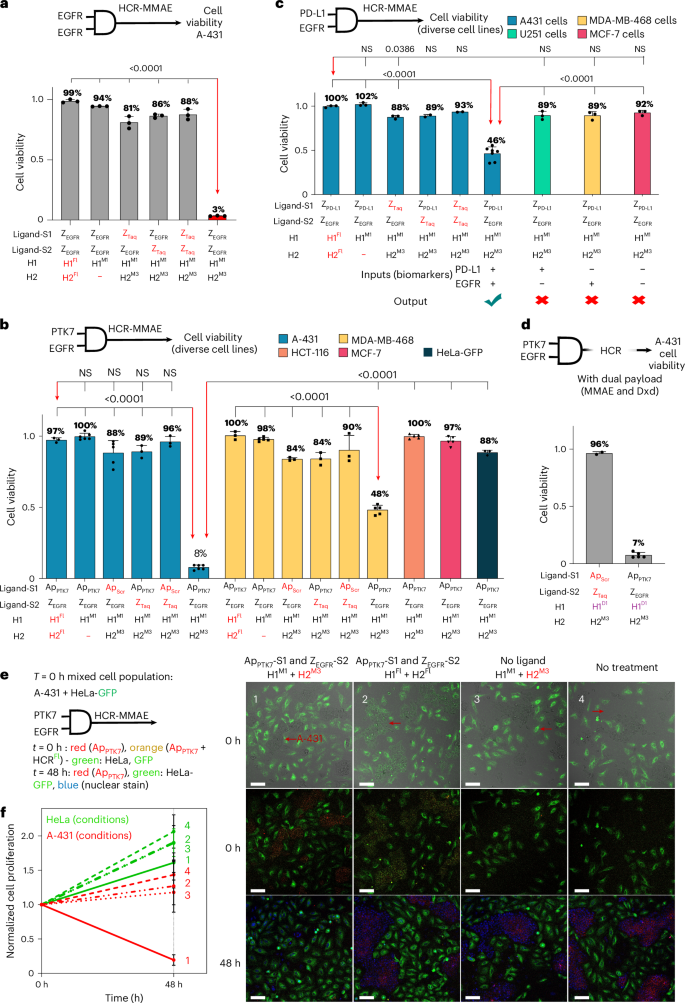 Fig. 5: Cytotoxicity induced by logic-gated HCRs using DDCs in different cell lines with different biomarker combinations.