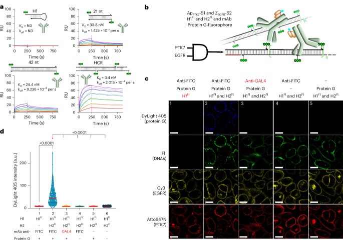 Fig. 6: Logic-gated recruitment of mAb as HCR circuit output.
