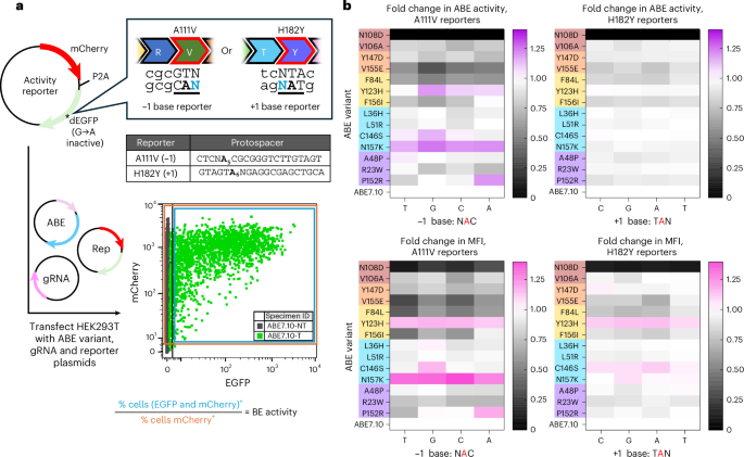 Fig. 2: ABE7.10 single-residue reversion editors evaluated for activity with episomal fluorescent reporters.