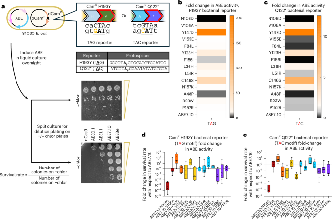 Fig. 3: ABE7.10 single-residue reversion variants evaluated in bacterial cells.