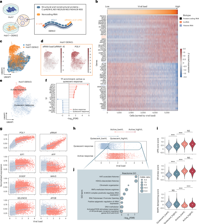Fig. 3: Distinct infection states and host responses in DENV2-infected cells.