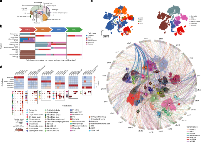 Fig. 4: TotalX reveals cell-type-specific expression of noncoding RNAs across diverse regions of the developing human brain.