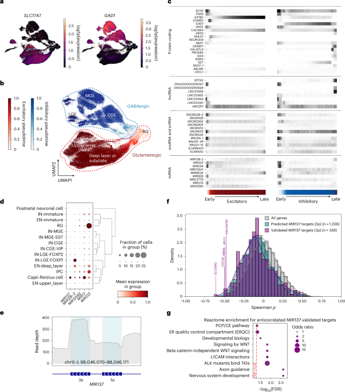 Fig. 5: Cell-type-resolved expression of disease-relevant miRNAs across developing neuronal lineages.