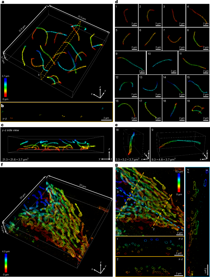 Fig. 4: Whole-cell me4Pi-SMLM imaging.
