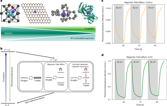 Optically detected and radio wave-controlled spin chemistry in flavoproteins – Nature Biotechnology