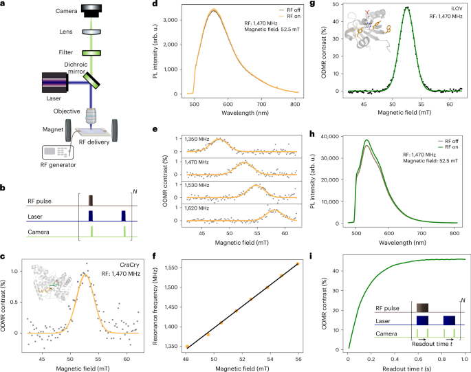 Fig. 2: ODMR of CraCry and iLOV.