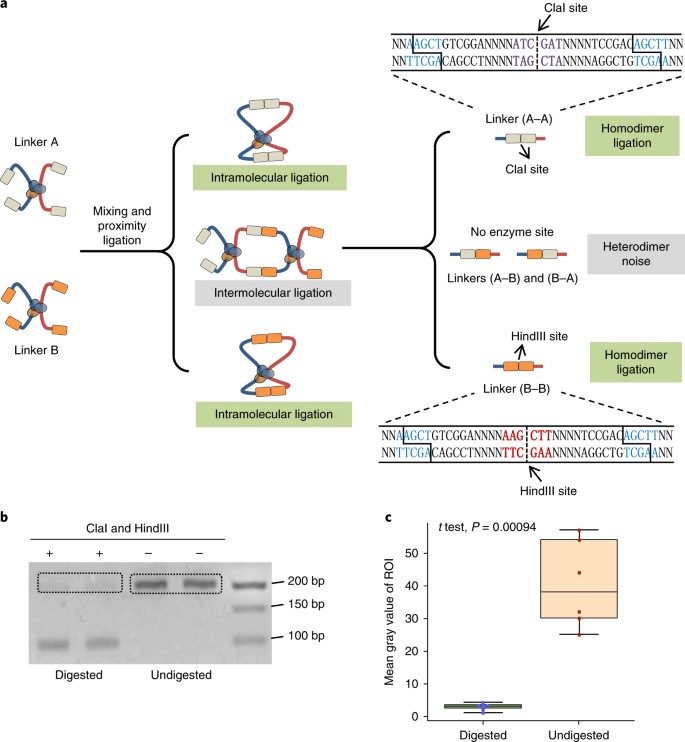 Digestion Ligation Only Hi C Is An Efficient And Cost Effective Method For Chromosome Conformation Capture Nature Genetics