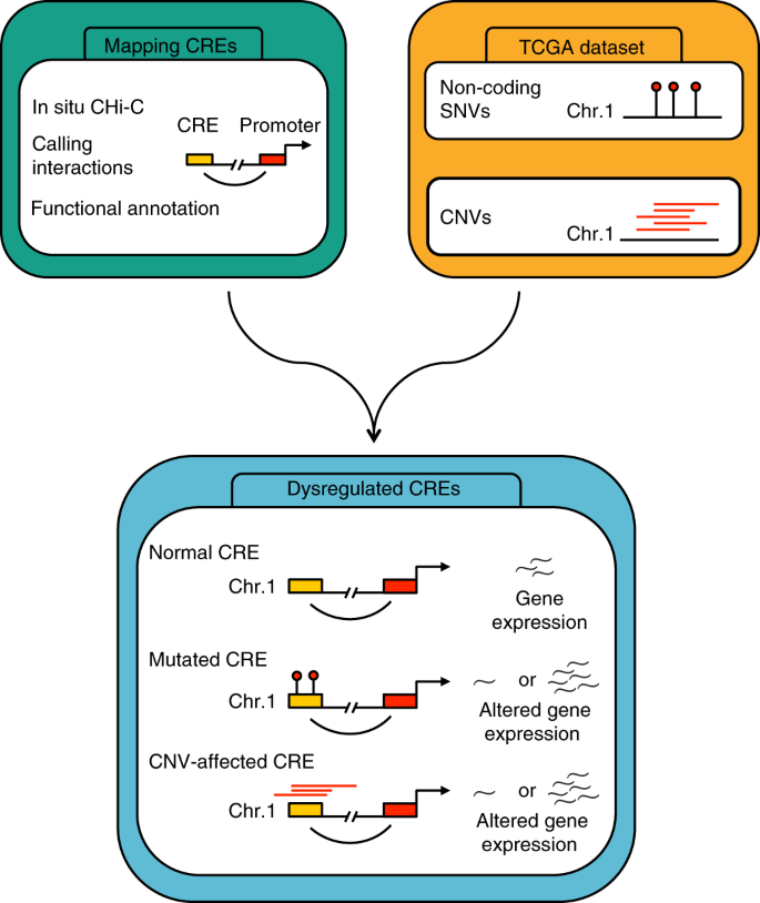 Noncoding Mutations Contribute To >> Promoter Capture Hi C Based Identification Of Recurrent Noncoding Noncoding Mutations Contribute To >> Promoter Capture Hi C Based Identification Of Recurrent Noncoding