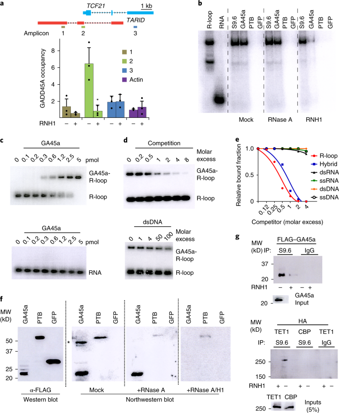 Gadd45a Binds R Loops And Recruits Tet1 To Cpg Island Promoters Nature Genetics