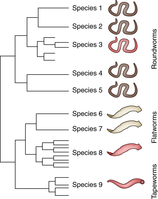 Opening Up A Large Can Of Worms Nature Genetics