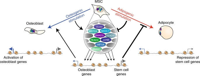 Osteogenesis depends on commissioning of a network of stem cell  transcription factors that act as repressors of adipogenesis | Nature  Genetics