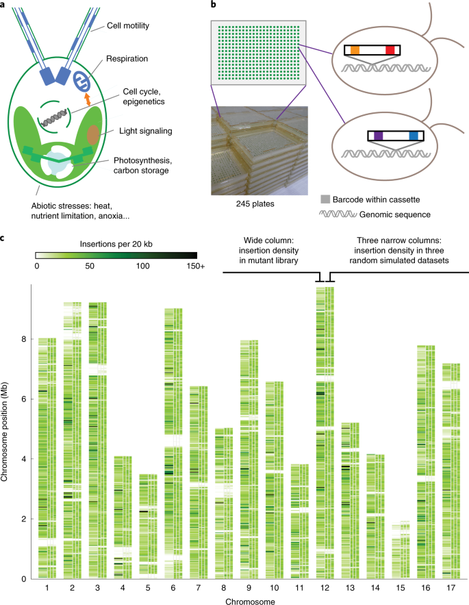 A Genome Wide Algal Mutant Library And Functional Screen