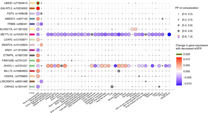 A Catalog Of Genetic Loci Associated With Kidney Function From Analyses Of A Million Individuals Nature Genetics A Catalog Of Genetic Loci Associated With Kidney Function From Analyses Of A Million Individuals Nature Genetics
