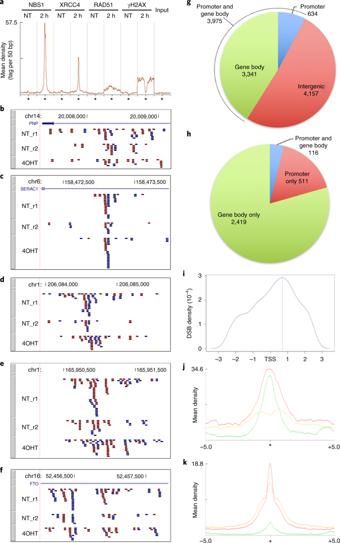 Release Of Paused Rna Polymerase Ii At Specific Loci Favors Dna Double Strand Break Formation And Promotes Cancer Translocations Nature Genetics