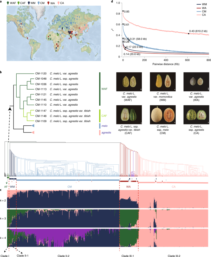 A comprehensive genome variation map of melon identifies multiple  domestication events and loci influencing agronomic traits | Nature Genetics
