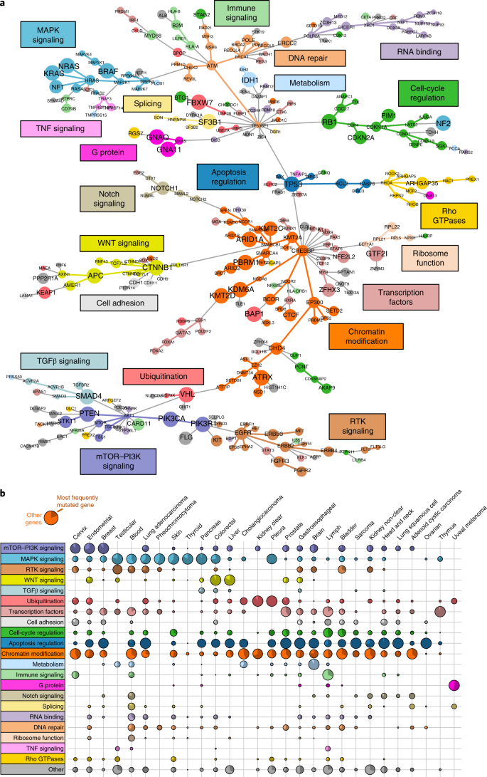 Identification Of Cancer Driver Genes Based On Nucleotide Context Nature Genetics Identification Of Cancer Driver Genes Based On Nucleotide Context Nature Genetics