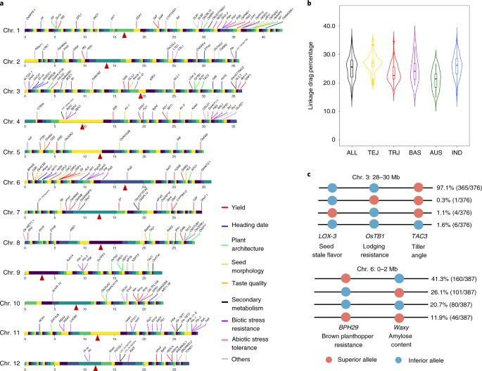 A Quantitative Genomics Map Of Rice Provides Genetic Insights And Guides Breeding Nature Genetics A Quantitative Genomics Map Of Rice Provides Genetic Insights And Guides Breeding Nature Genetics
