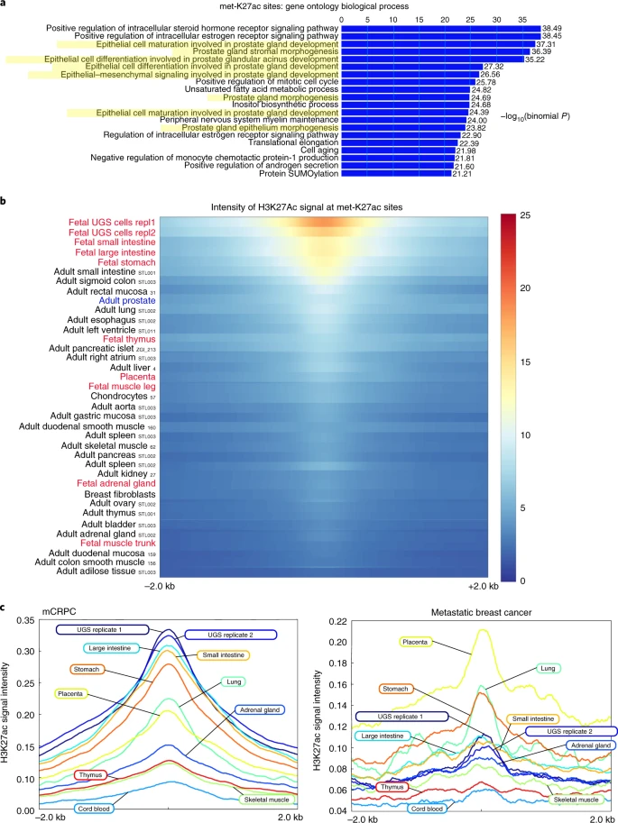 Prostate cancer reactivates developmental epigenomic programs during metastatic progression