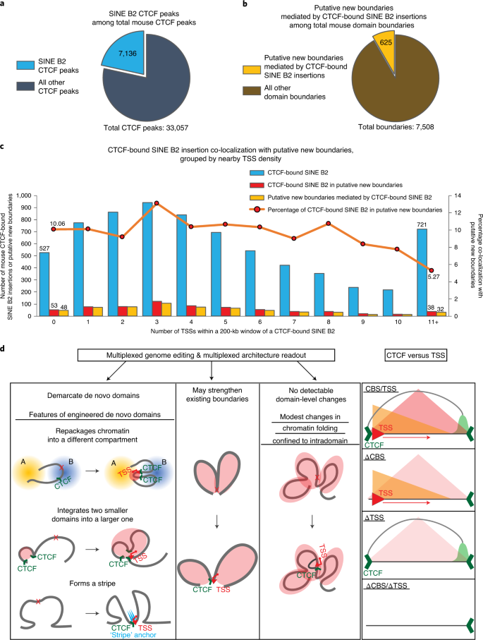 Alteration Of Genome Folding Via Contact Domain Boundary Insertion Nature Genetics